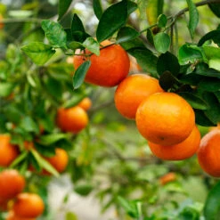 Kishu Mandarin Tree (Seedless) -Evergreen Store Kishu Mandarin Tree 4