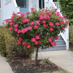 Knock Out® Rose Tree 9 Knock Out® Rose Tree -Evergreen Store Knockout Rose Tree Red 2 FGT