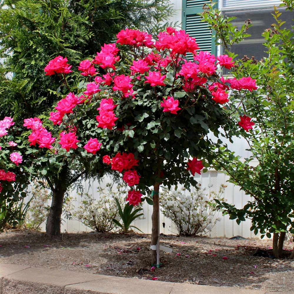 Knock Out® Rose Tree 2 Knock Out® Rose Tree - Image 2