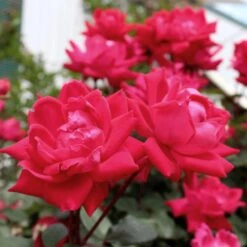 Knock Out® Rose Tree 10 Knock Out® Rose Tree -Evergreen Store Knockout Rose Tree Red 4 FGT