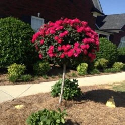Knock Out® Rose Tree 11 Knock Out® Rose Tree -Evergreen Store Knockout Rose Tree Red FGT