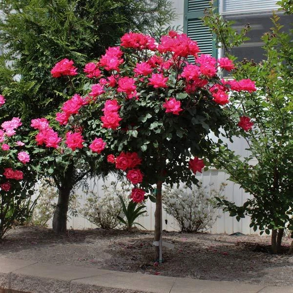 Knock Out® Rose Tree 1 Knock Out® Rose Tree