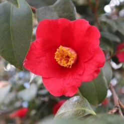 Korean Fire Camellia Shrub -Evergreen Store Korean Fire Camellia 3