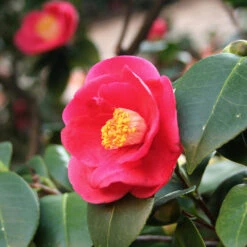 Korean Fire Camellia Shrub -Evergreen Store Korean Fire Camellia 5 FGT