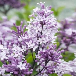 Dwarf Korean Lilac Tree -Evergreen Store Korean Lilac Tree 2 BB