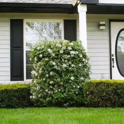 Korean Spice Viburnum Shrub -Evergreen Store Korean Spice Viburnum 1