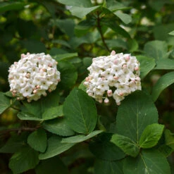 Korean Spice Viburnum Shrub -Evergreen Store Korean Spice Viburnum 3