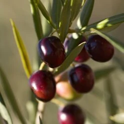 Koroneiki Greek Olive Tree -Evergreen Store Koroneiki Olive 2 FGT