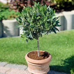 Koroneiki Greek Olive Tree -Evergreen Store Koroneiki Olive 3