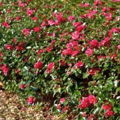 Kramers Camellia Shrub -Evergreen Store Kramers Camellia FGT 1