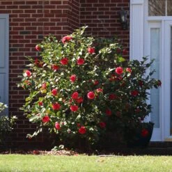 Kramers Camellia Shrub -Evergreen Store Kramers Camellia FGT 5
