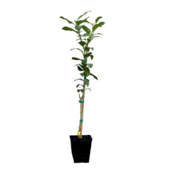 Key Lime Tree -Evergreen Store LIM KEY 12 QT