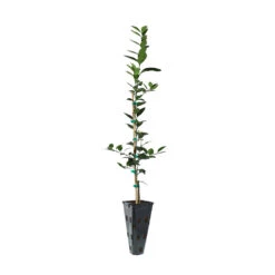 Persian 'Bearss' Lime Tree -Evergreen Store LIM KEY 23 C 65991abf 4ad2 4b36 a895 5fc80b155d10