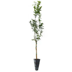 Key Lime Tree -Evergreen Store LIM KEY 34 C