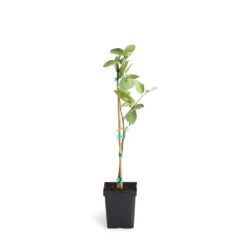 Persian 'Bearss' Lime Tree -Evergreen Store LIM PER 12 1QT