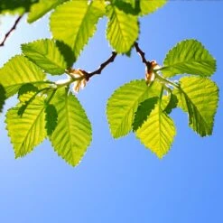 Lacebark Chinese Elm Tree -Evergreen Store Lacebark Chinese Elm 1 FGT