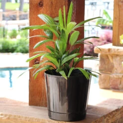 Lady Palm Tree 16 Lady Palm Tree -Evergreen Store Lady Palm 10