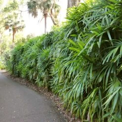 Lady Palm Tree 14 Lady Palm Tree -Evergreen Store Lady Palm 7