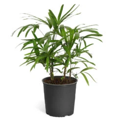 Lady Palm Tree 19 Lady Palm Tree -Evergreen Store Lady Palm Standard