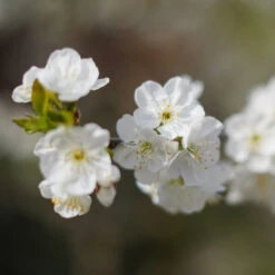 Cherry Pollinator Pack -Evergreen Store Lapins Cherry Tree 4be6809a e834 4880 9e9a 9ebb1555a7d2