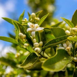 Lane Late Navel Orange -Evergreen Store Late Lane Orange 1