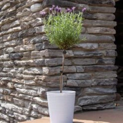 Lavender Standard Topiary Tree -Evergreen Store Lavender Trees 2