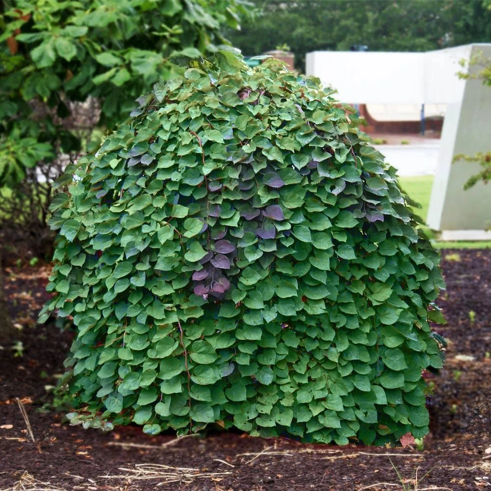 Lavender Twist® Weeping Redbud Tree 2 Lavender Twist® Weeping Redbud Tree - Image 2