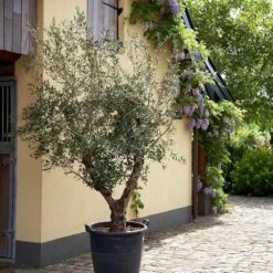 Lecciana Olive Tree -Evergreen Store Lecciana Olive Tree 2