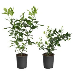 Meyer Lemon + Key Lime Bush Pack -Evergreen Store Lemon and LimeBushes 5ed8c5a7 14fa 4c58 93bb 9b06a0c16cba