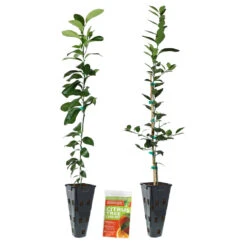 Meyer Lemon + Key Lime Tree Pack -Evergreen Store Lemon and LimeTrees2