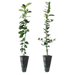 Meyer Lemon + Key Lime Tree Pack -Evergreen Store Lemon and LimeTrees 91ce8611 fcee 4431 8480 d36e7e121b7e