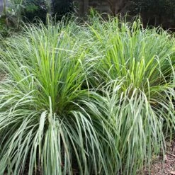 Lemon Grass Plant (Cymbopogon Citratus) -Evergreen Store Lemon Grass 4