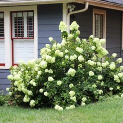 Limelight Hydrangea Shrub -Evergreen Store Limelight Hydrangea 4 FGT