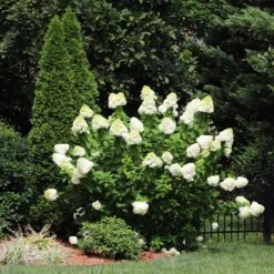 Limelight Hydrangea Shrub -Evergreen Store Limelight Hydrangea 5 FGT