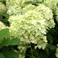 Limelight Hydrangea Tree -Evergreen Store Limelight Hydrangea Tree 4 FGT
