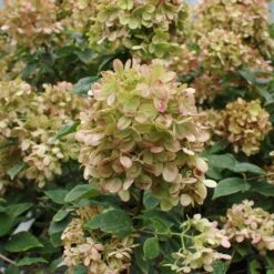 Limelight Hydrangea Tree -Evergreen Store Limelight Hydrangea Tree 5 FGT