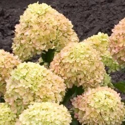 Little Lime® Hydrangea Shrub -Evergreen Store Little Lime Hydrangea 2 FGT