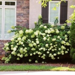 Little Lime® Hydrangea Shrub -Evergreen Store Little Lime Hydrangea 5 FGT