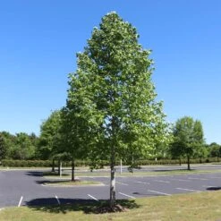 Tulip Poplar 'Little Volunteer' -Evergreen Store Little Volunteer Poplar 1