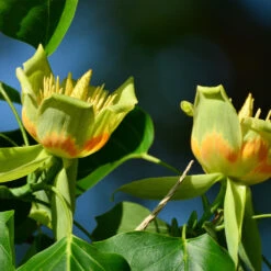 Tulip Poplar 'Little Volunteer' -Evergreen Store Little Volunteer Poplar 2