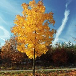 Tulip Poplar 'Little Volunteer' -Evergreen Store Little Volunteer Poplar 3