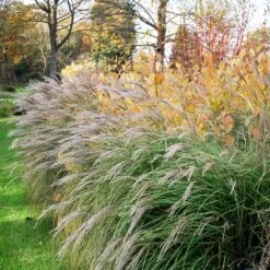 Little Kitten Maiden Grass -Evergreen Store Little kitten Madien Grass 1