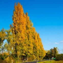 Lombardy Poplar Tree -Evergreen Store Lombardy Poplar 5 FGT