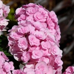 Love Hydrangea 5 Love Hydrangea -Evergreen Store Love Hydrangea 2 FGT