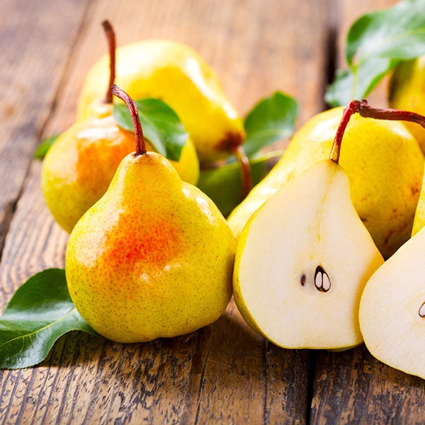 Luscious Pear Tree 1 Luscious Pear Tree