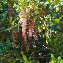 Macadamia Nut Tree -Evergreen Store Macadamia Nut Tree 2