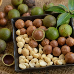 Macadamia Nut Tree -Evergreen Store Macadamia Nut Tree 6 FGT