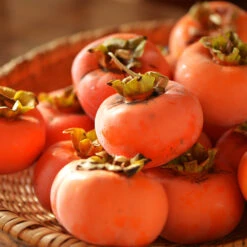 Weeping Persimmon -Evergreen Store Magic Fountain Weeping Persimmon 2