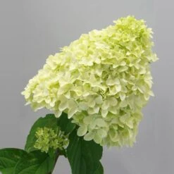 Magical® Candle Hydrangea Shrub 7 Magical® Candle Hydrangea Shrub -Evergreen Store Magical Candle 2