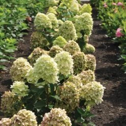 Magical® Candle Hydrangea Shrub 6 Magical® Candle Hydrangea Shrub -Evergreen Store Magical Candle 3